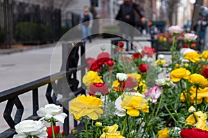 Colorful Spring Flowers along a Sidewalk in Greenwich Village of New York City