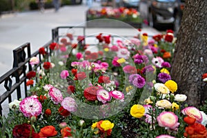 Colorful Spring Flowers along a Sidewalk in Greenwich Village of New York City