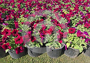 Colorful spring flowers at Central Park, Connaught Place, New Delhi, India. photo