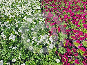 Colorful spring flowers at Central Park, Connaught Place, New Delhi, India. photo