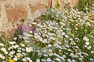 Colorful spring flowers and blossoms