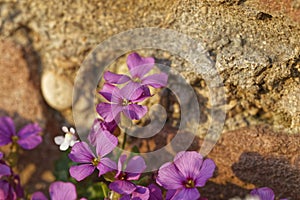 Colorful spring flowers and blossoms