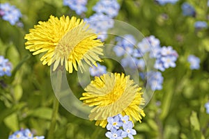 Colorful spring flowers and blossoms