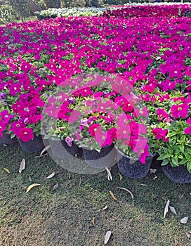 Colorful spring flowers at Central Park, Connaught Place, New Delhi, India. photo
