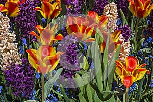 Colorful spring flowers