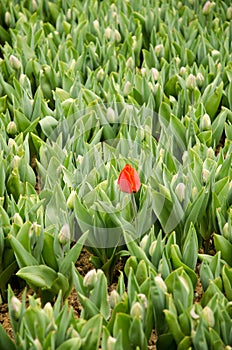 Colorful spring flowers and flower bed in the parks and gardens along the Bosforus in Turkey