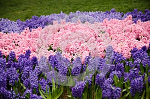 Colorful spring flowers and flower bed in the parks and gardens along the Bosforus in Turkey