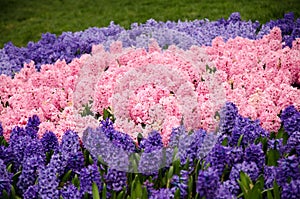 Colorful spring flowers and flower bed in the parks and gardens along the Bosforus in Turkey