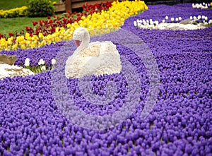 Colorful spring flowers and flower bed in the parks and gardens along the Bosforus in Turkey