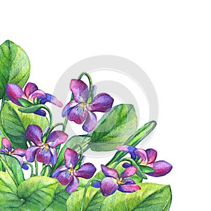 Colorful spring flowers Fragrant violets English Sweet Violets, Viola odorata. photo