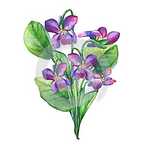 Colorful spring flowers Fragrant violets English Sweet Violets, Viola odorata.