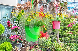 Colorful Spring Flowers in Gwangju , Jeollado, South Korea, Asia