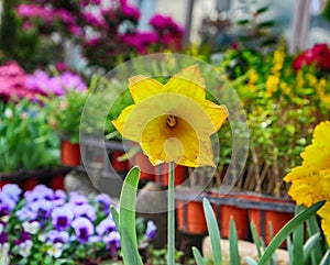 Colorful Spring Flowers in Gwangju , Jeollado, South Korea, Asia