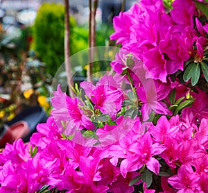 Colorful Spring Flowers in Gwangju , Jeollado, South Korea, Asia