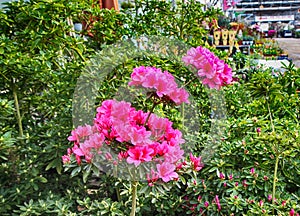 Colorful Spring Flowers in Gwangju , Jeollado, South Korea, Asia