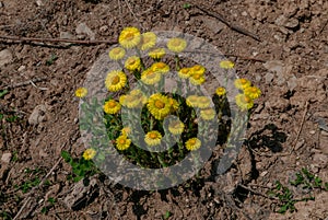 Colorful spring flowers in harsh coastal environment