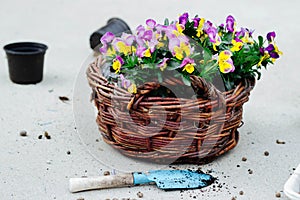 Colorful, spring flowers pansies in a wicker basket - gardening time