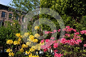 Colorful Spring Flowers and Plants at Van Vorst Park with Old Brownstone Homes in the background in Jersey City New Jersey