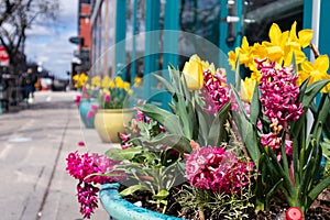 Colorful Spring Flowers in a Pot along a Sidewalk in the West Loop of Chicago