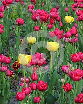 Colorful spring flowers yellow and pink tulips