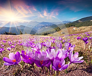 Colorful spring landscape in Carpathian mountains with fields of
