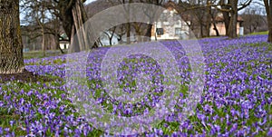 Colorful spring landscape in Carpathian village with fields of blooming crocuses.