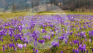 Colorful spring landscape in Carpathian village with fields of blooming crocuses.