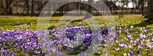 Colorful spring landscape in Carpathian village with fields of blooming crocuses.