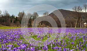 Colorful spring landscape in Carpathian village with fields of blooming crocuses.