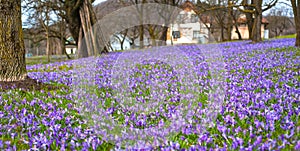 Colorful spring landscape in Carpathian village with fields of blooming crocuses.