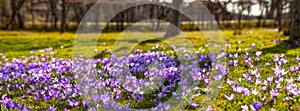 Colorful spring landscape in Carpathian village with fields of blooming crocuses.