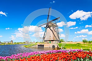 Colorful spring landscape in Netherlands, Europe. Famous windmill in Kinderdijk village with a tulips flowers flowerbed in Holland