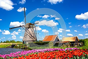 Colorful spring landscape in Netherlands, Europe. Famous windmills in Kinderdijk village with a tulips flowers flowerbed in
