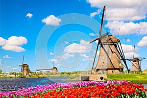 Colorful spring landscape in Netherlands, Europe. Famous windmills in Kinderdijk village with a tulips flowers flowerbed in photo