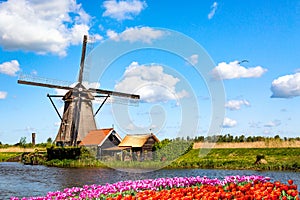 Colorful spring landscape in Netherlands, Europe. Famous windmills in Kinderdijk village with a tulips flowers flowerbed in