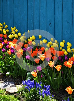 Colorful Spring Landscaping with Tulips photo