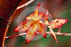 Colorful spring leaves