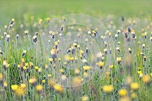 Colorful spring meadow