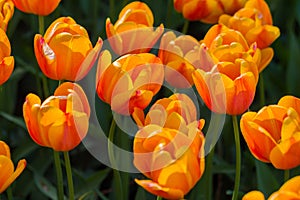 Colorful spring meadow with lot orange tulip flowers - close up