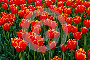 Colorful spring meadow with lot red tulip power play flowers