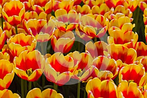 Colorful spring meadow with orange tulip flair flowers - close up