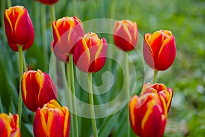 Colorful spring meadow with red tulip power play flowers