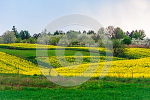 colorful spring meadows with yellow rape fields