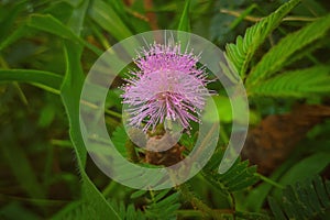 Colorful spring morning flower