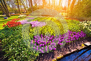 Colorful spring sunrise in Keukenhof gardens