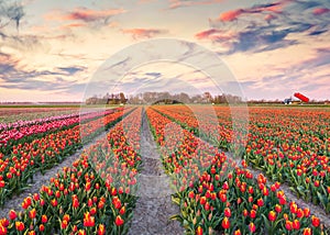 Colorful spring sunrise on the tulip farm near the Espel village