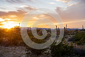 Colorful spring sunset in Organ Pipe National Monument, with saguaro cactus and desert vegetation