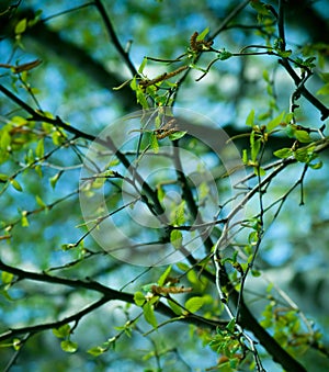 Colorful Spring Tree