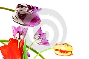 Colorful spring tulip flower as background with text copy space