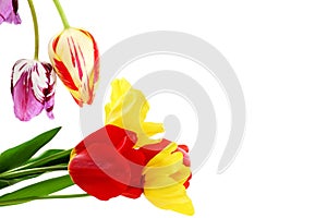 Colorful spring tulip flower as background with text copy space